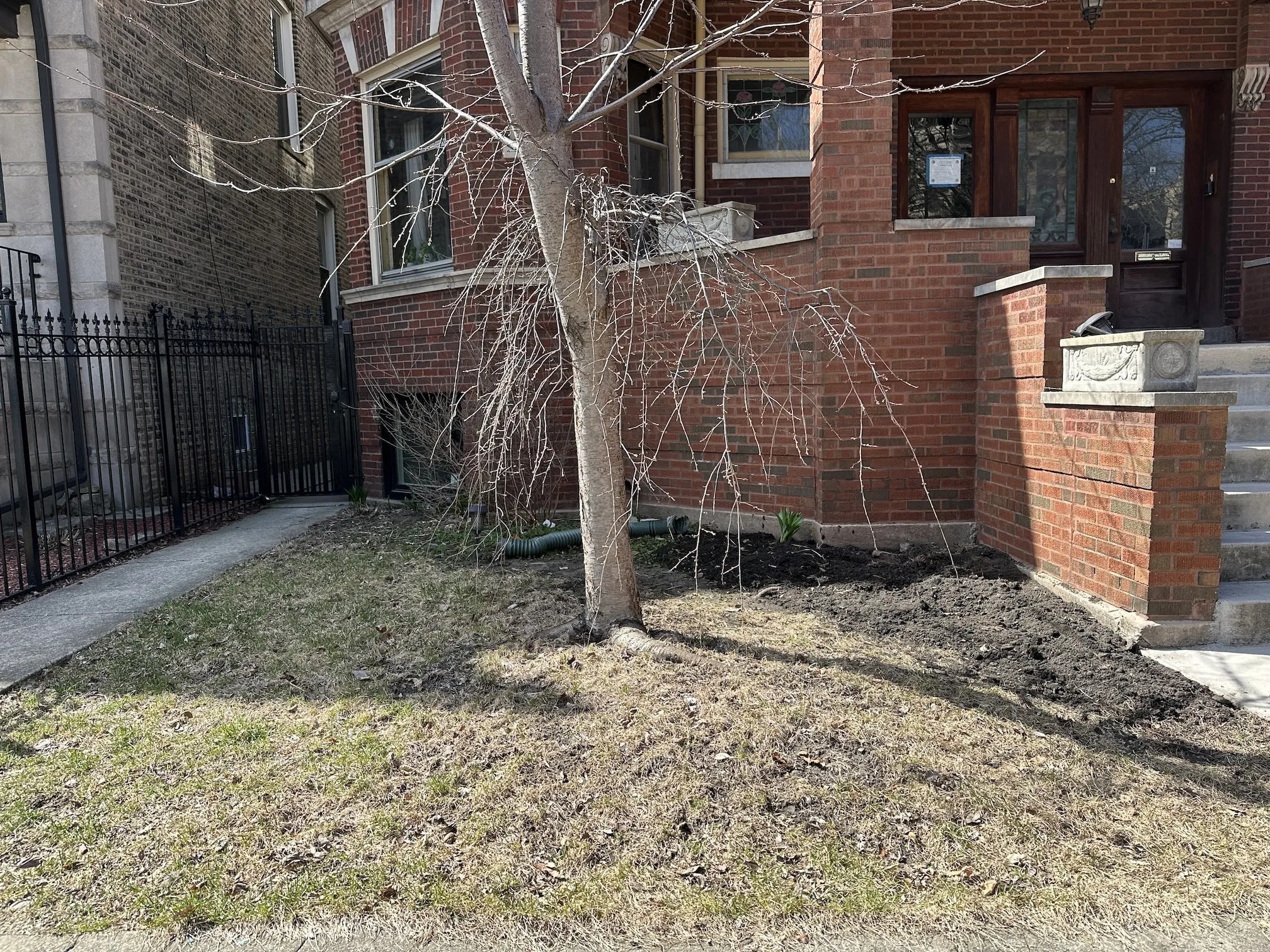Logan Square front garden, before